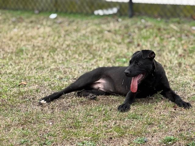 Enlarge DETROIT, a ADOPTABLE mixed breed in Lynn Haven, FL image 2/6