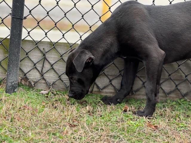 Enlarge DETROIT, a ADOPTABLE mixed breed in Lynn Haven, FL image 6/6