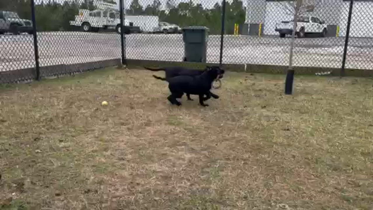 Enlarge DETROIT, a ADOPTABLE mixed breed in Lynn Haven, FL video 3/6