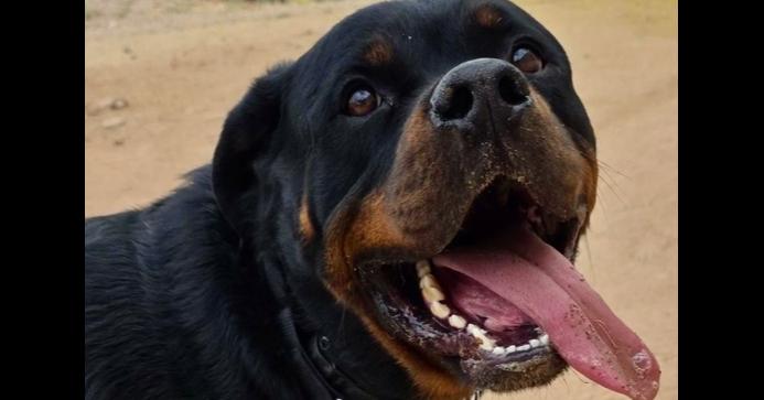 Bam, Adoptable, Young Male Rottweiler.