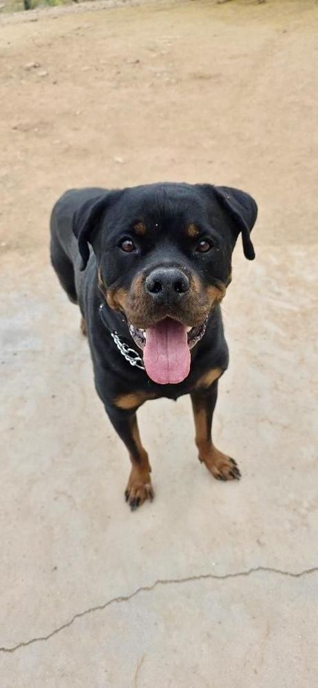 Enlarge Bam, a Adoptable Rottweiler in Gilbert, AZ image 2/3