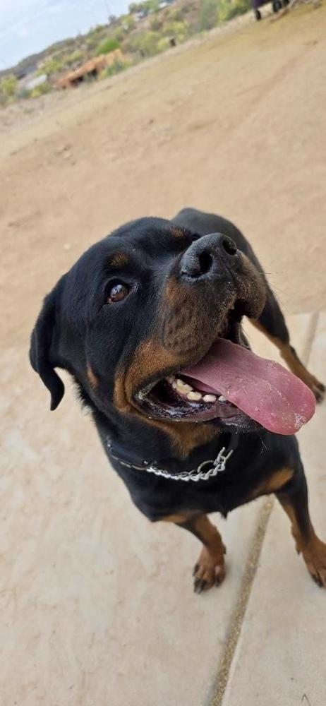 Enlarge Bam, a Adoptable Rottweiler in Gilbert, AZ image 3/3