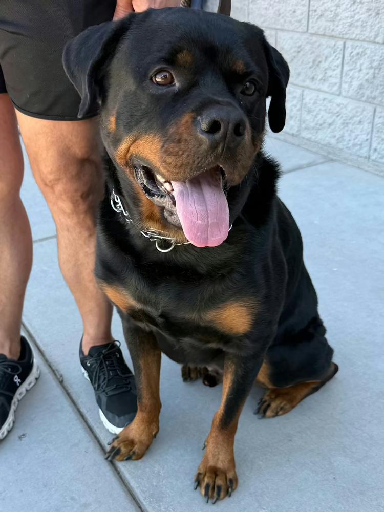 Enlarge Bam, a Adoptable Rottweiler in Gilbert, AZ image 4/4