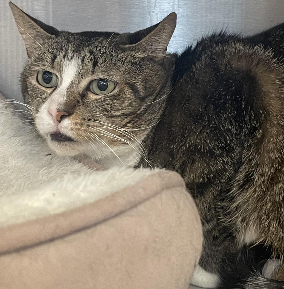 BRIGHT EYES, Adoptable, Adult Male Domestic Short Hair.