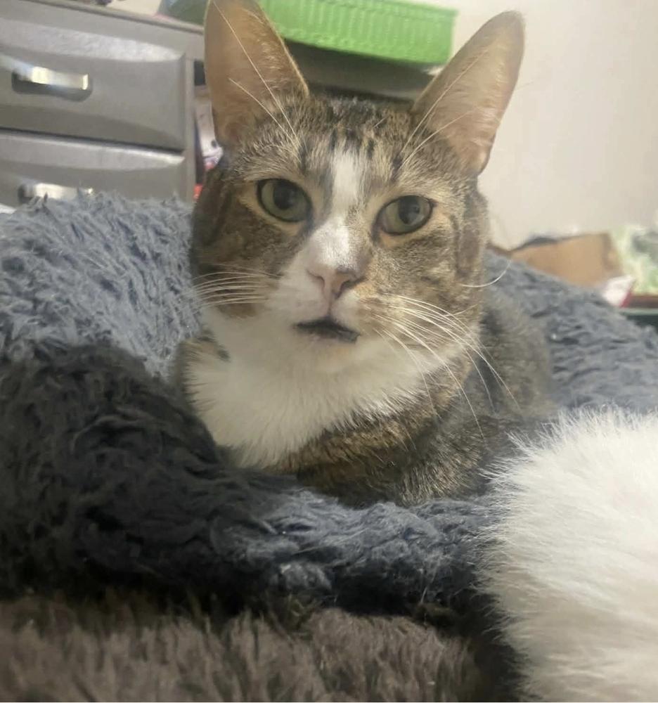 Enlarge BRIGHT EYES, a Adoptable mixed breed in Southbury, CT image 2/3