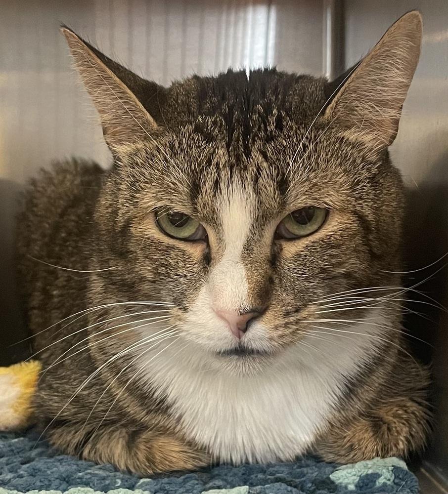 Enlarge W2 BRIGHT EYES, a Adoptable mixed breed in Southbury, CT image 3/5