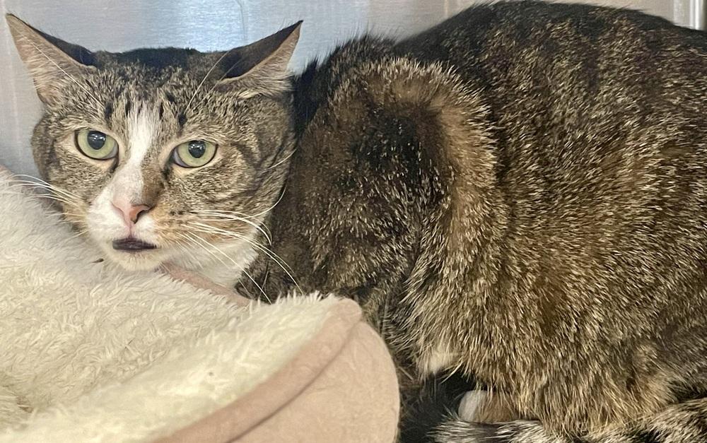 Enlarge BRIGHT EYES, a Adoptable mixed breed in Southbury, CT image 3/3