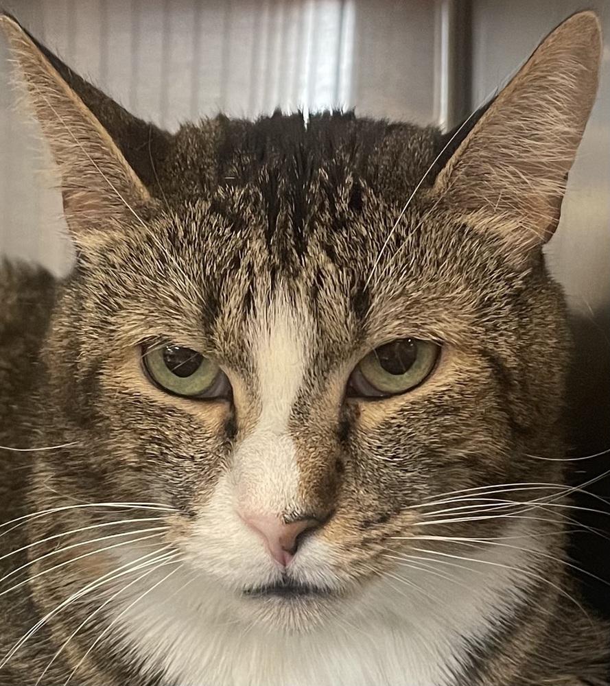 Enlarge W2 BRIGHT EYES, a Adoptable mixed breed in Southbury, CT image 5/5