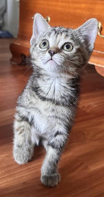 MAYO, Adoptable, Kitten Female Domestic Short Hair.