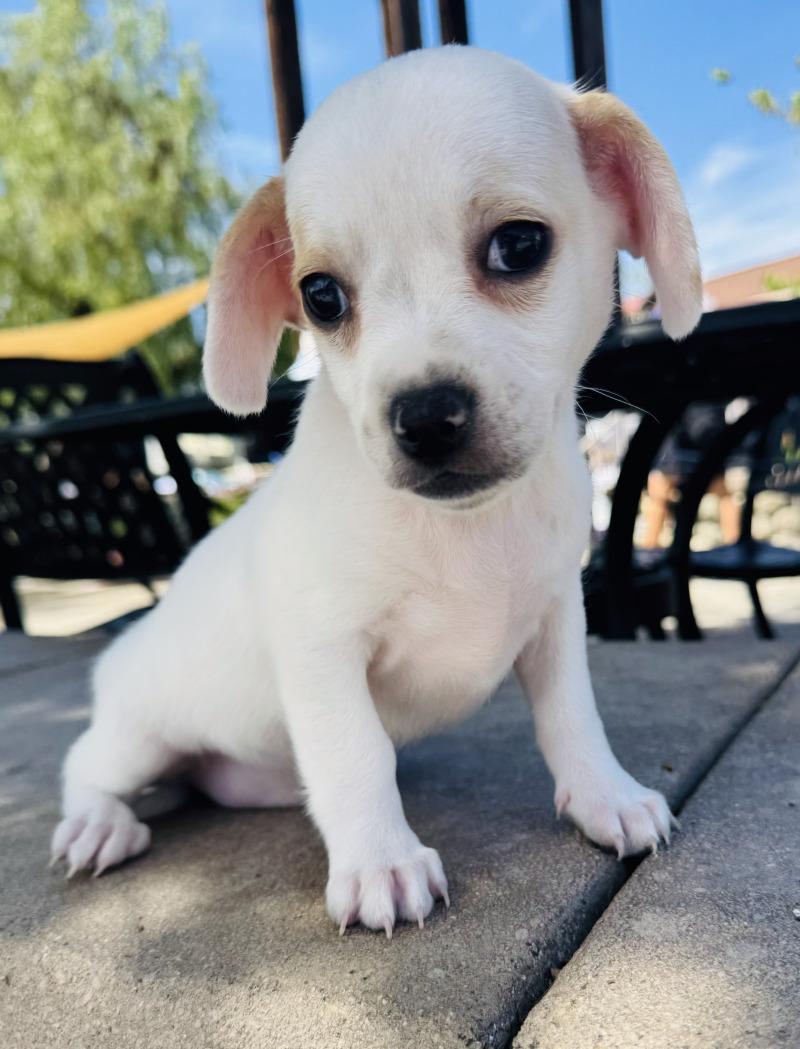 Pikachu, Adoptable, Young Male Chihuahua & Jack Russell Terrier.