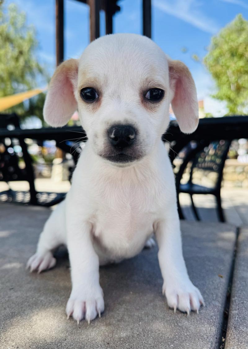 Enlarge Pikachu, a Adoptable mixed breed in Valley Village, CA image 2/4