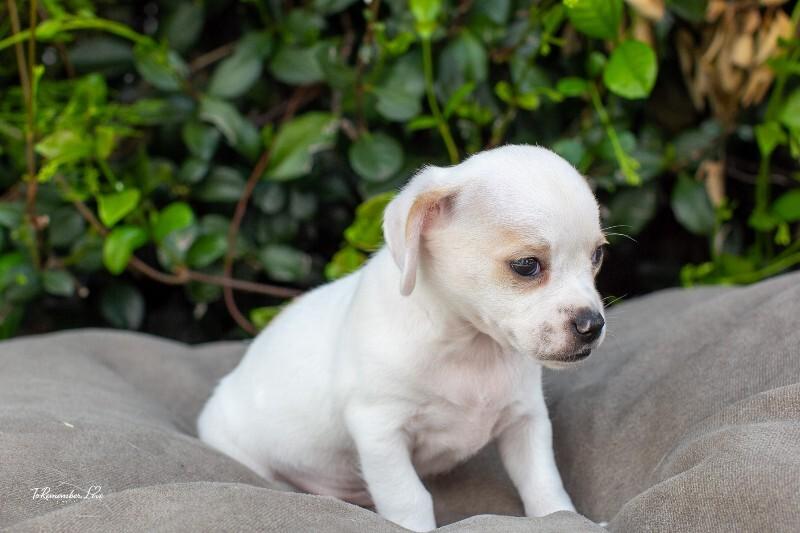 Enlarge Pikachu, a Adoptable mixed breed in Valley Village, CA image 3/4