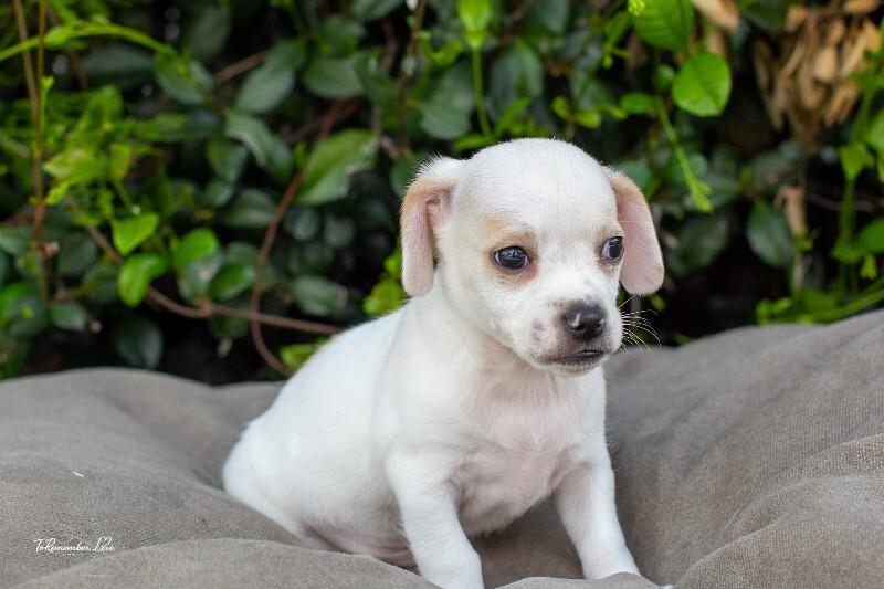 Enlarge Pikachu, a Adoptable mixed breed in Valley Village, CA image 4/4