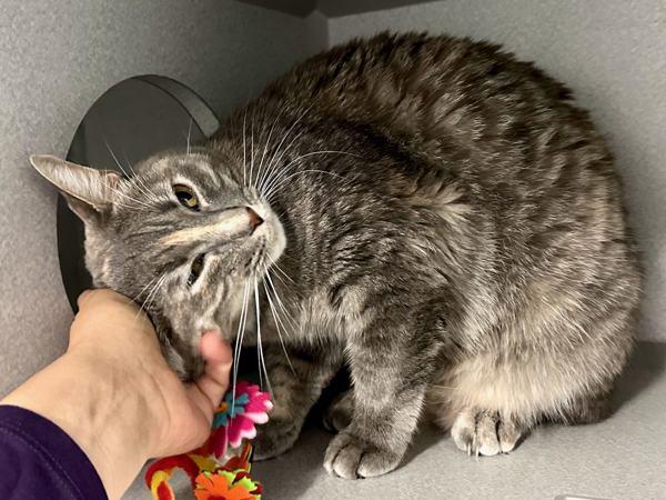 Amy, Adoptable, Adult Female Domestic Short Hair.