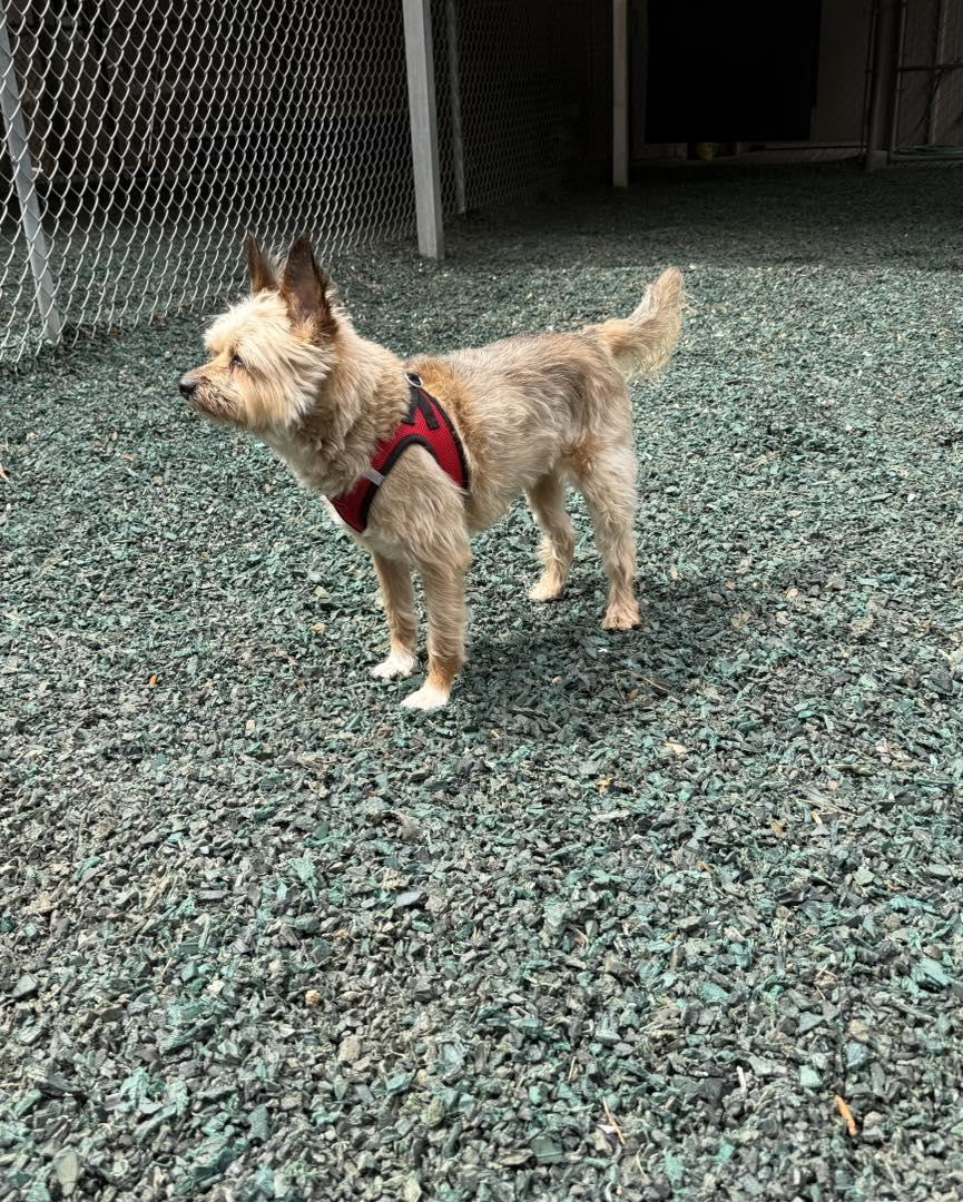 Enlarge Jasper, an adoptable mixed breed in Pittsboro, NC image 3/4