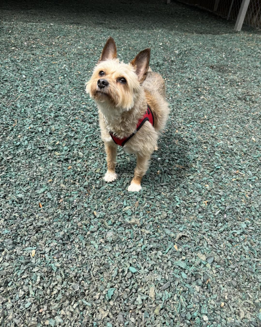 Jasper, adoptable, Adult Male Yorkshire Terrier & Terrier.