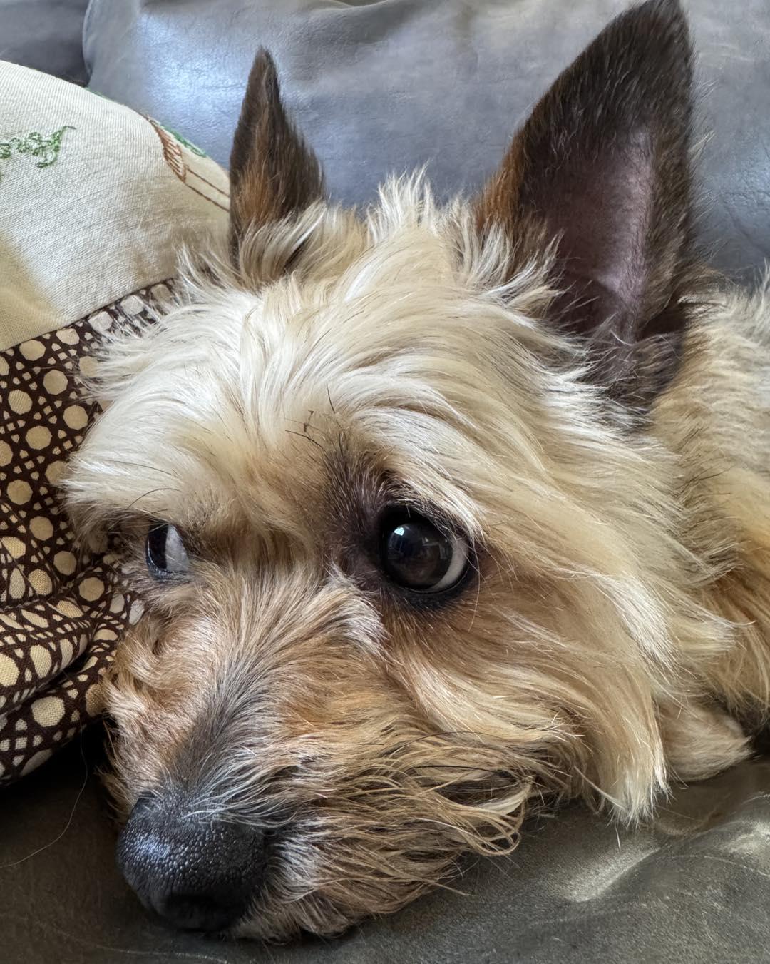 Enlarge Jasper, an adoptable mixed breed in Pittsboro, NC image 4/4