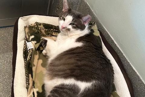 Enlarge Scully, a ADOPTABLE Domestic Short Hair in Chicago, IL image 3/6