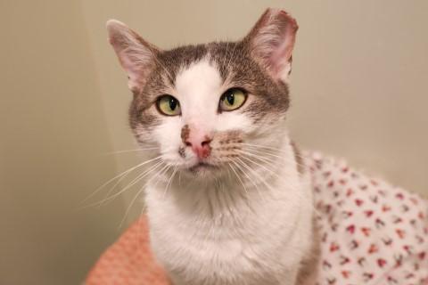 Enlarge Scully, a ADOPTABLE Domestic Short Hair in Chicago, IL image 4/6