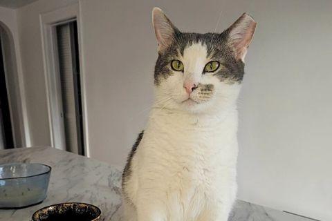 Enlarge Scully, a ADOPTABLE Domestic Short Hair in Chicago, IL image 1/6