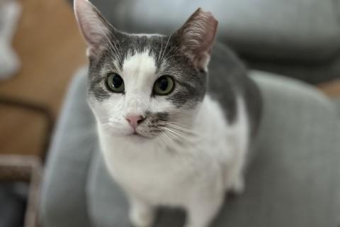 Enlarge Scully, a ADOPTABLE Domestic Short Hair in Chicago, IL image 5/6