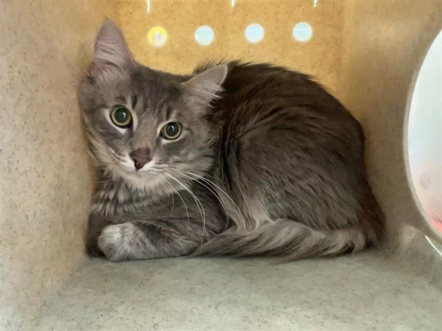 LEONARD, Adoptable, Young Male Domestic Medium Hair.