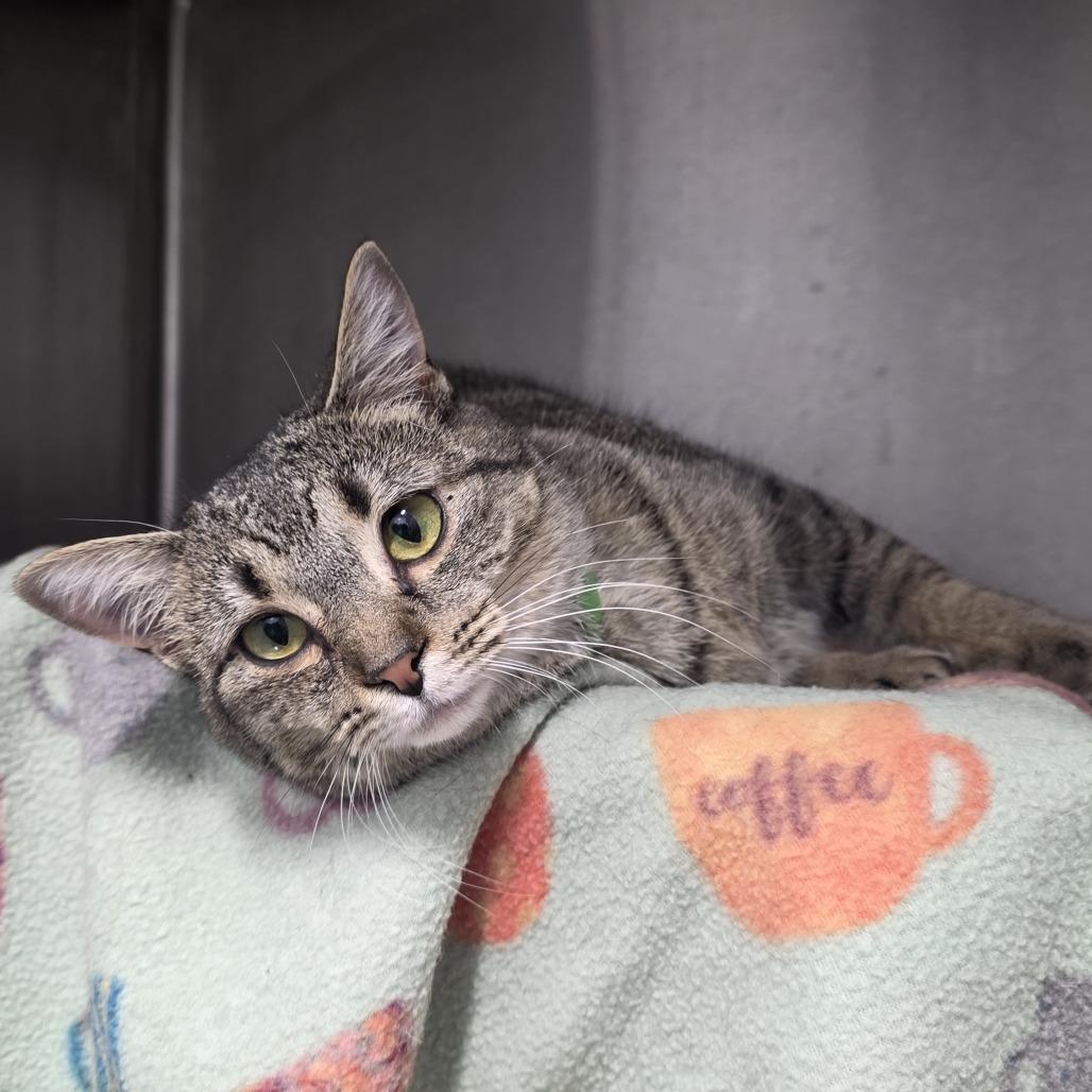 Scoops, a Adoptable Domestic Short Hair in Fort Wayne, IN image 4/4