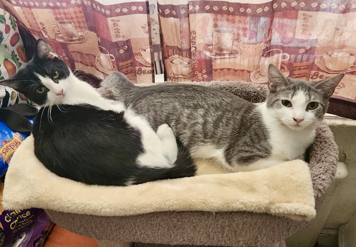 Mishu and Mulan, adopted, Kitten Female Domestic Short Hair.