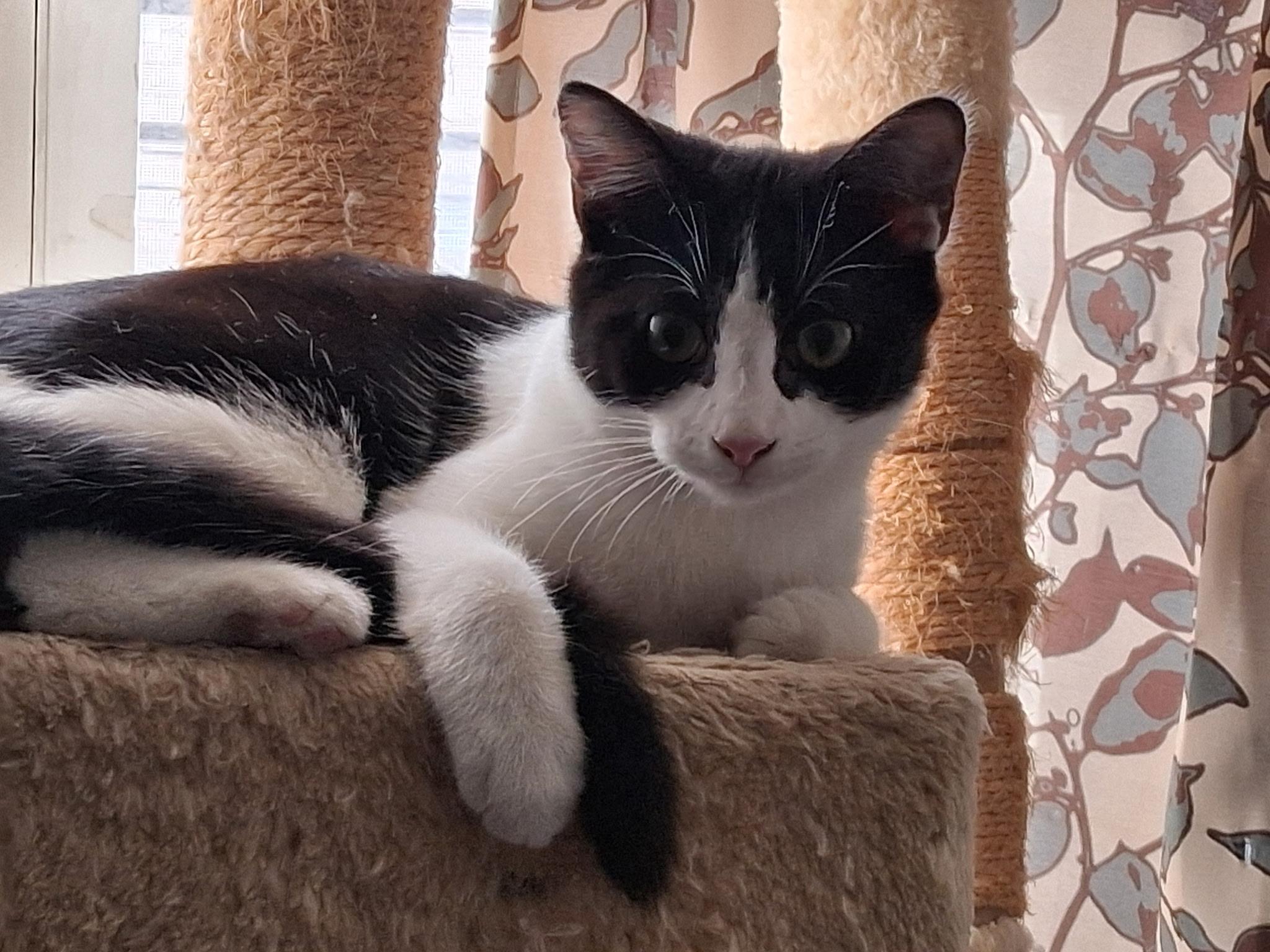 Enlarge Mishu and Mulan, an adopted Domestic Short Hair in Yonkers, NY image 3/4