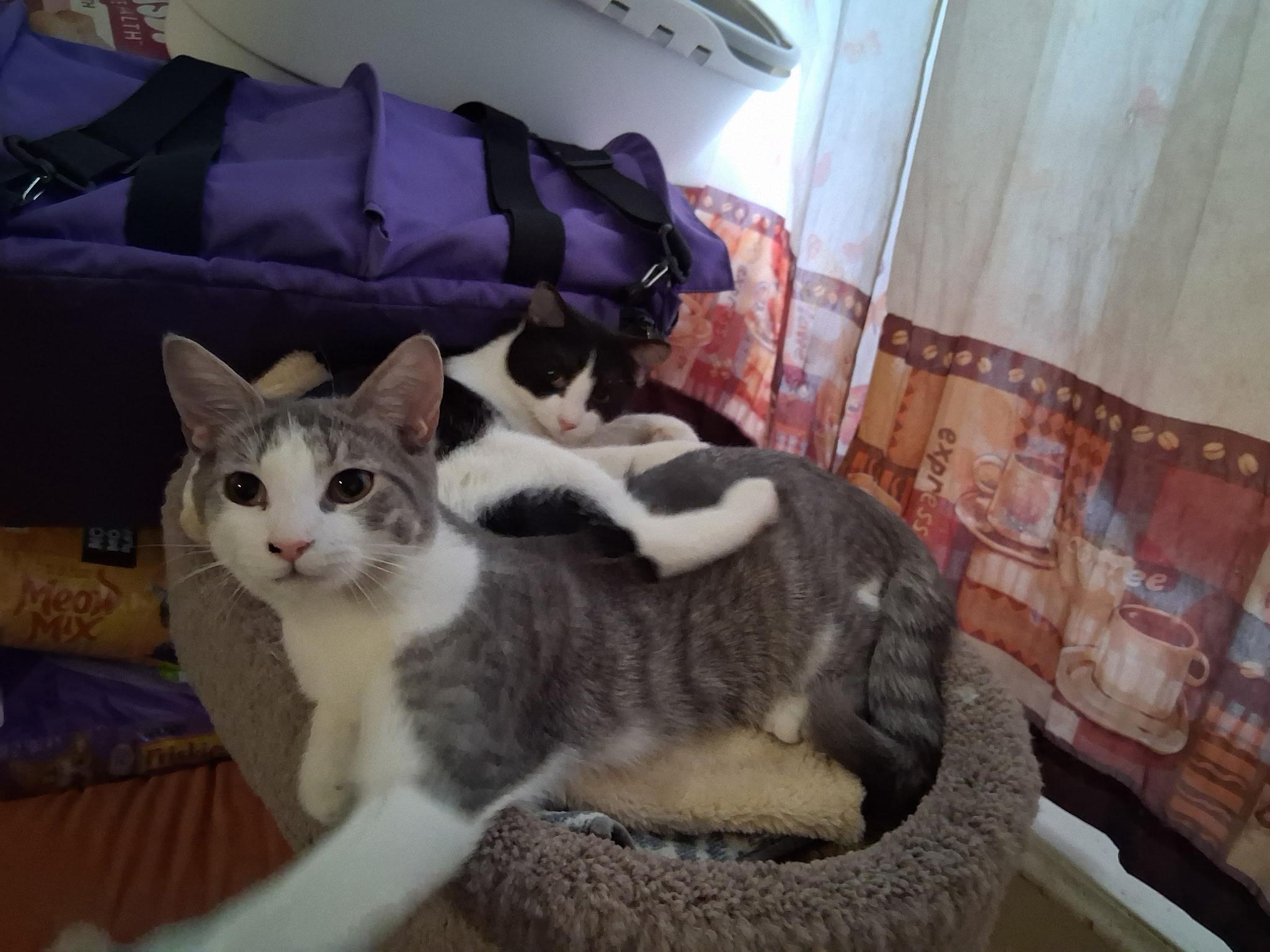 Enlarge Mishu and Mulan, an adopted Domestic Short Hair in Yonkers, NY image 2/4