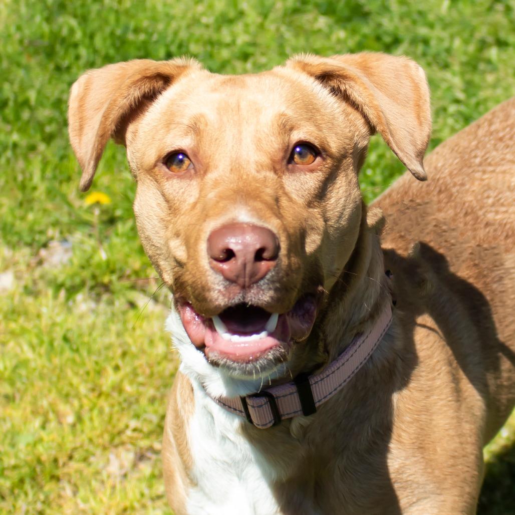 Nunya Biddy, Adoptable, Young Female Mixed Breed.
