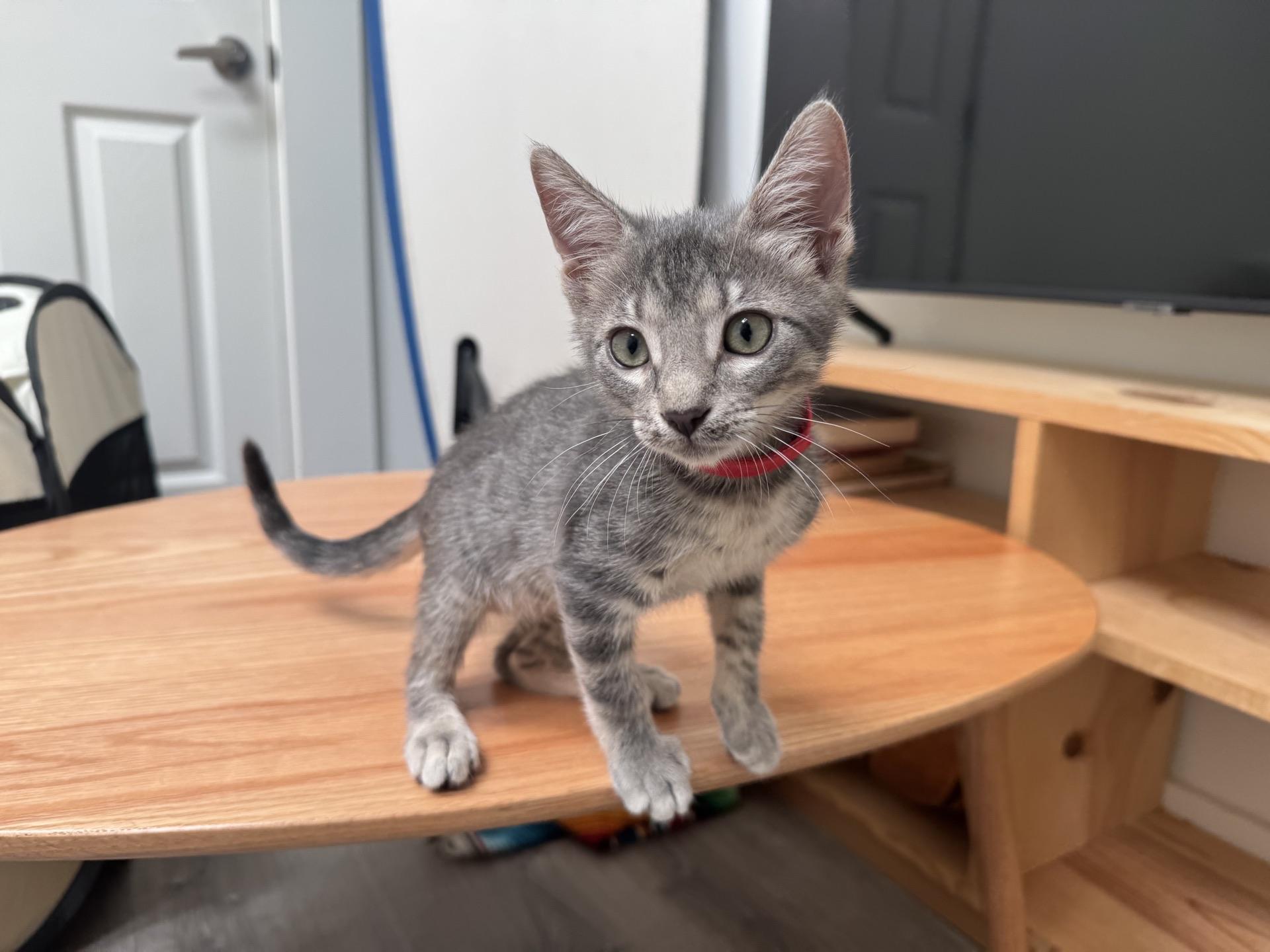 Furio, Adopted, Young Male Domestic Short Hair.