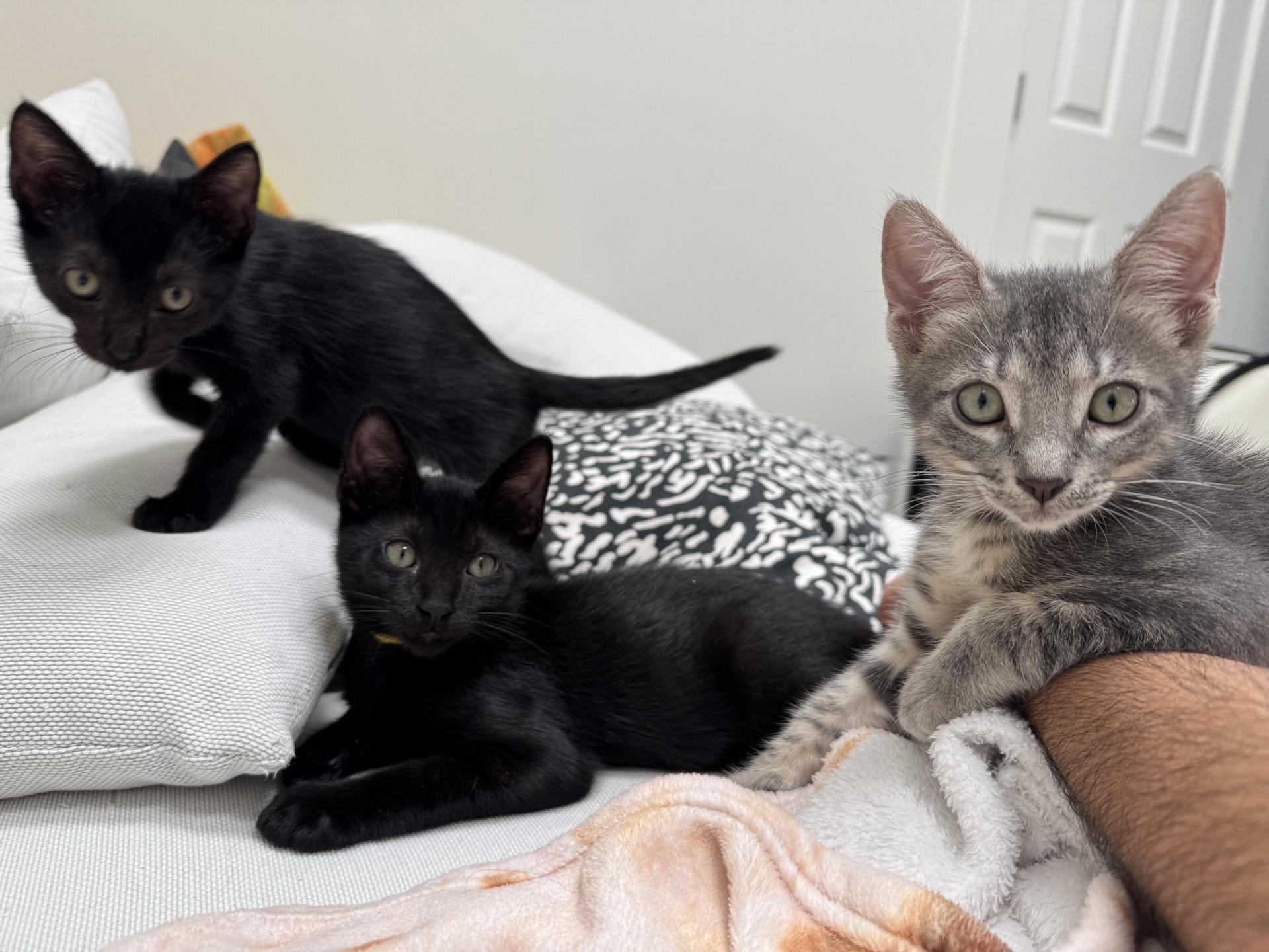 Enlarge Furio, a Adopted Domestic Short Hair in Honolulu, HI image 2/5