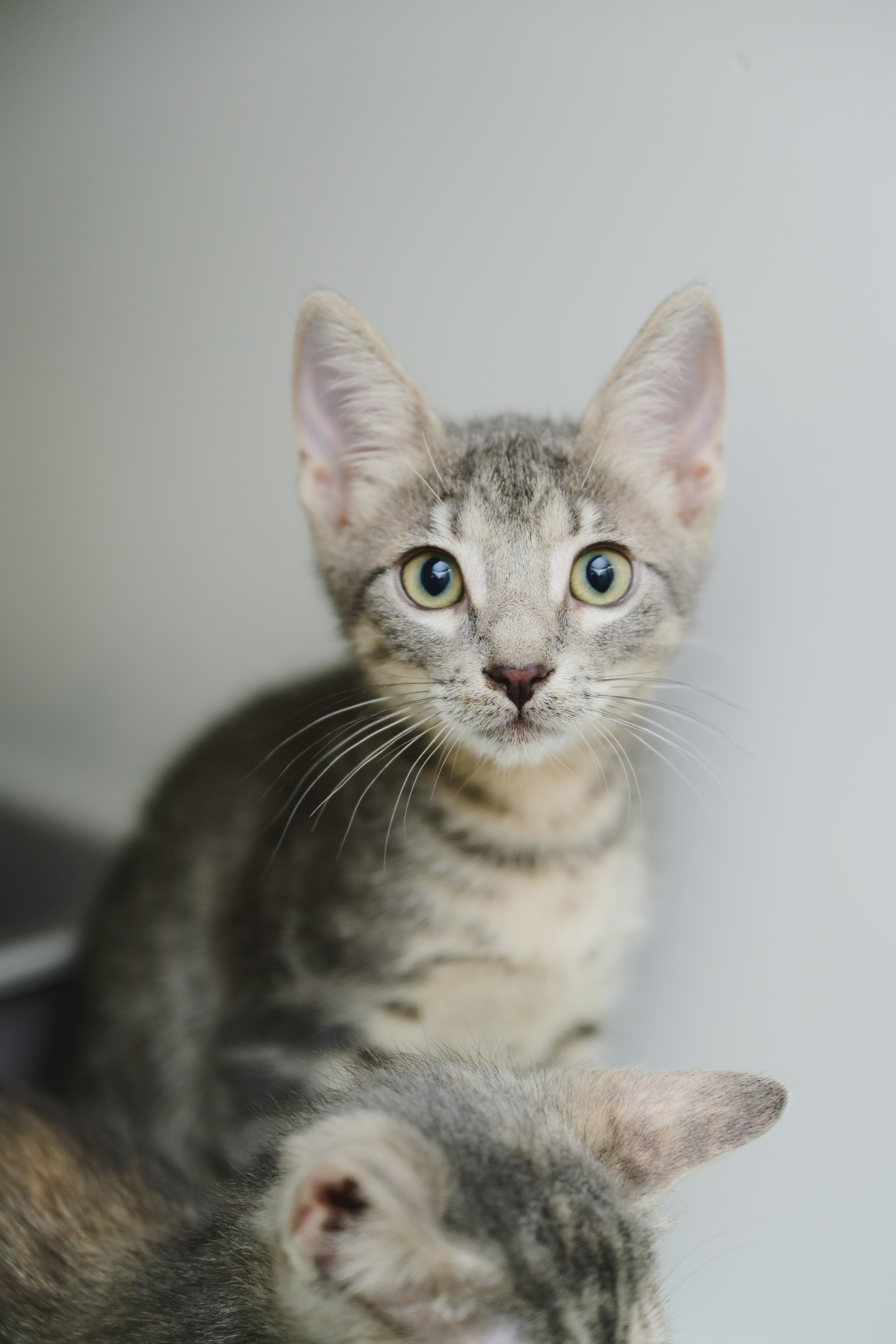 Enlarge Furio, a Adopted Domestic Short Hair in Honolulu, HI image 4/5