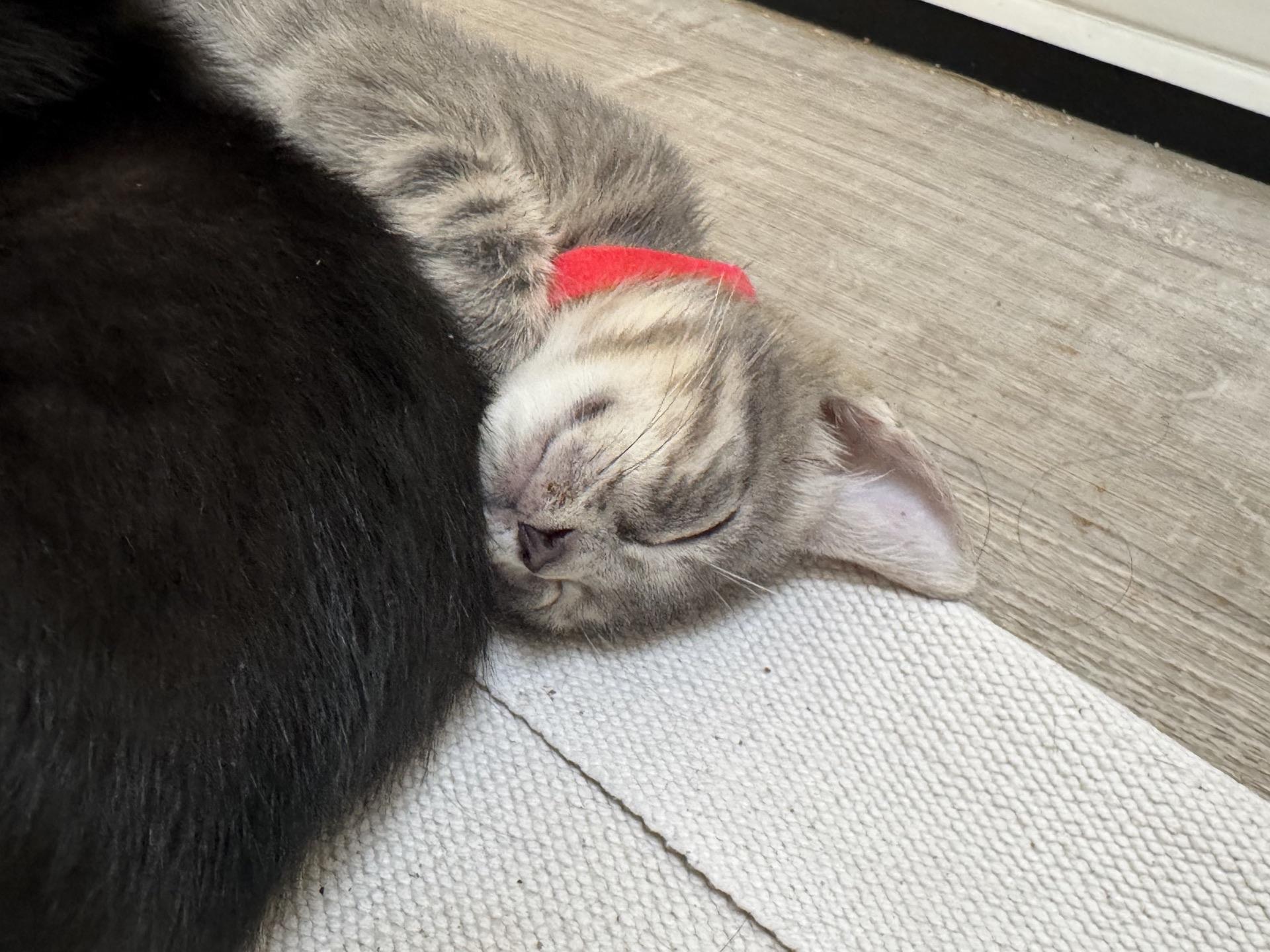 Enlarge Furio, a Adopted Domestic Short Hair in Honolulu, HI image 5/5