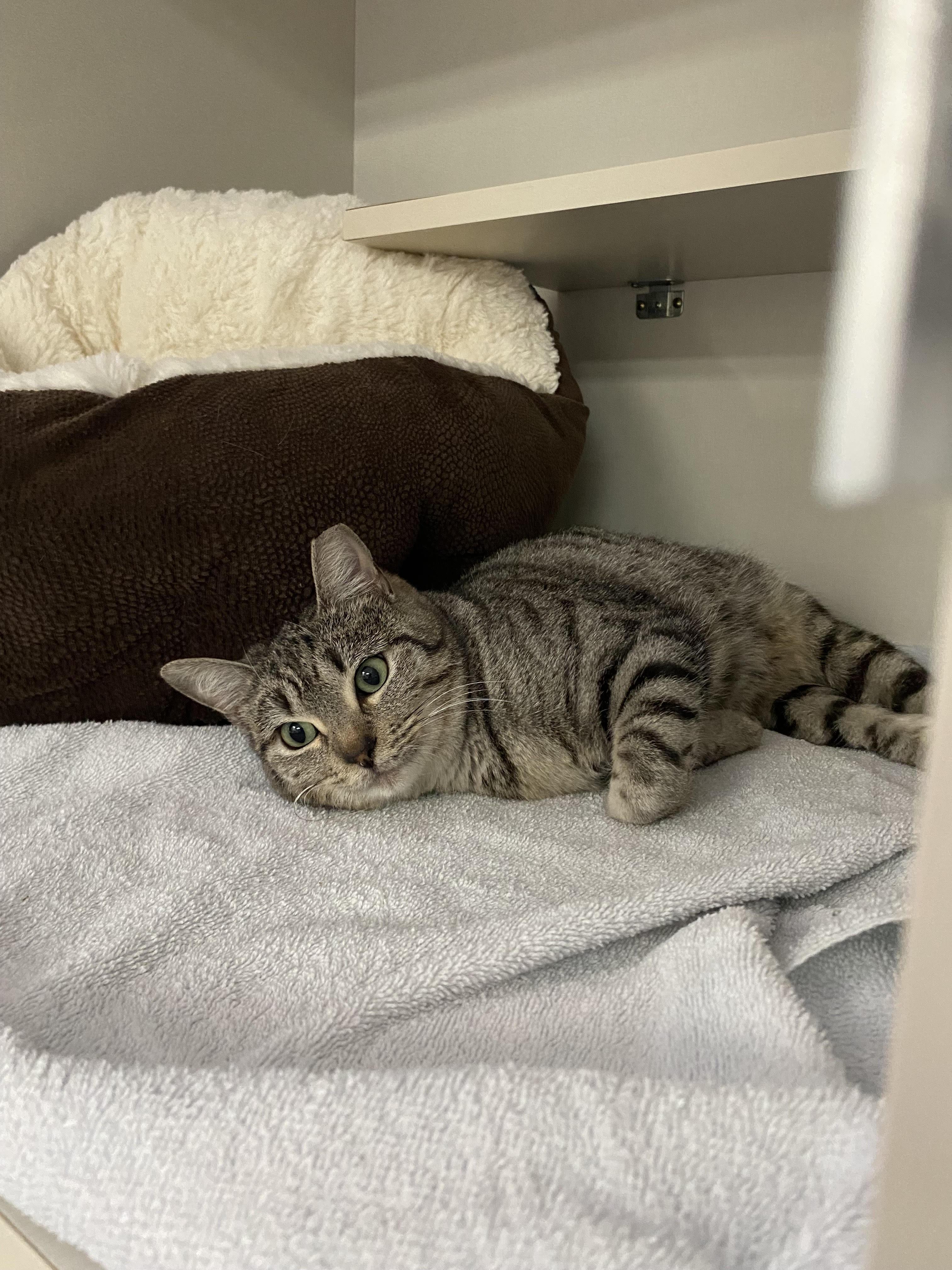 Enlarge Bella, a ADOPTABLE Domestic Short Hair in Steamboat Springs, CO image 1/1