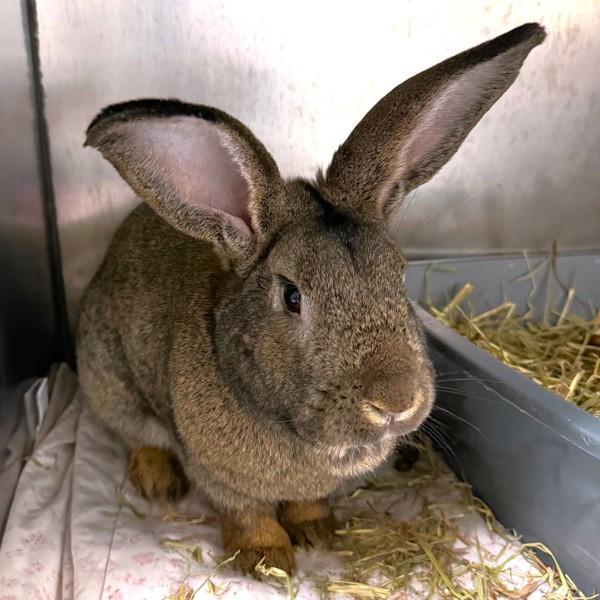 Enlarge Barney, a Adoptable mixed breed in Oakville, ON image 1/1