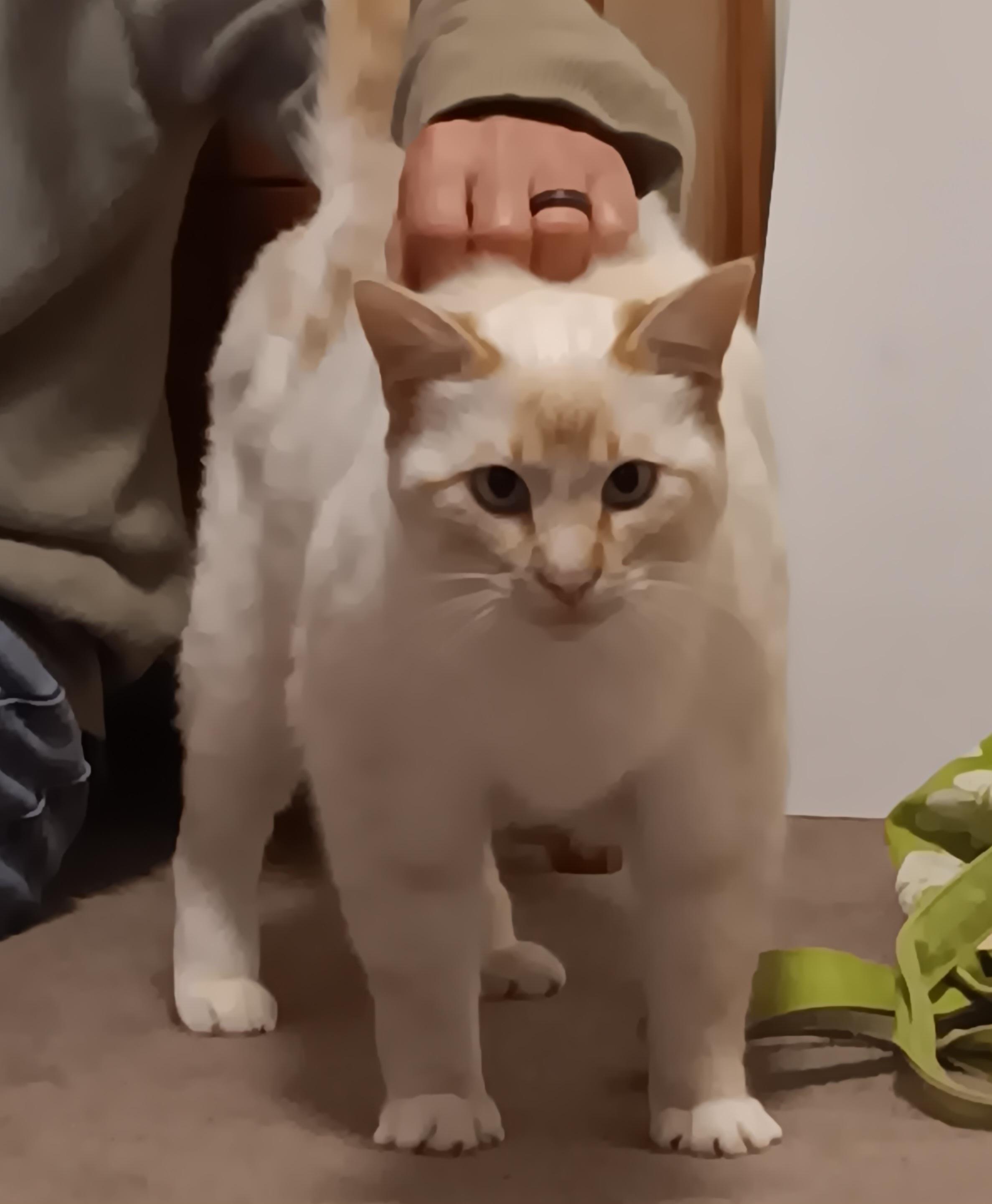 Enlarge Butter, an adopted Siamese in Springfield, OR image 3/5