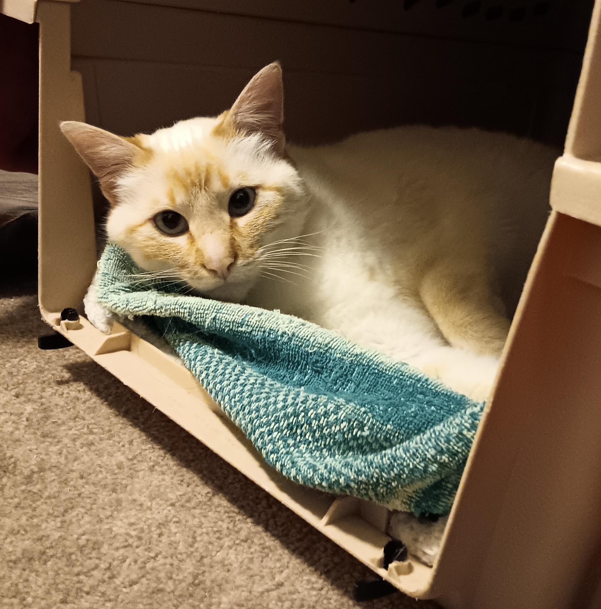 Enlarge Butter, an adopted Siamese in Springfield, OR image 5/5