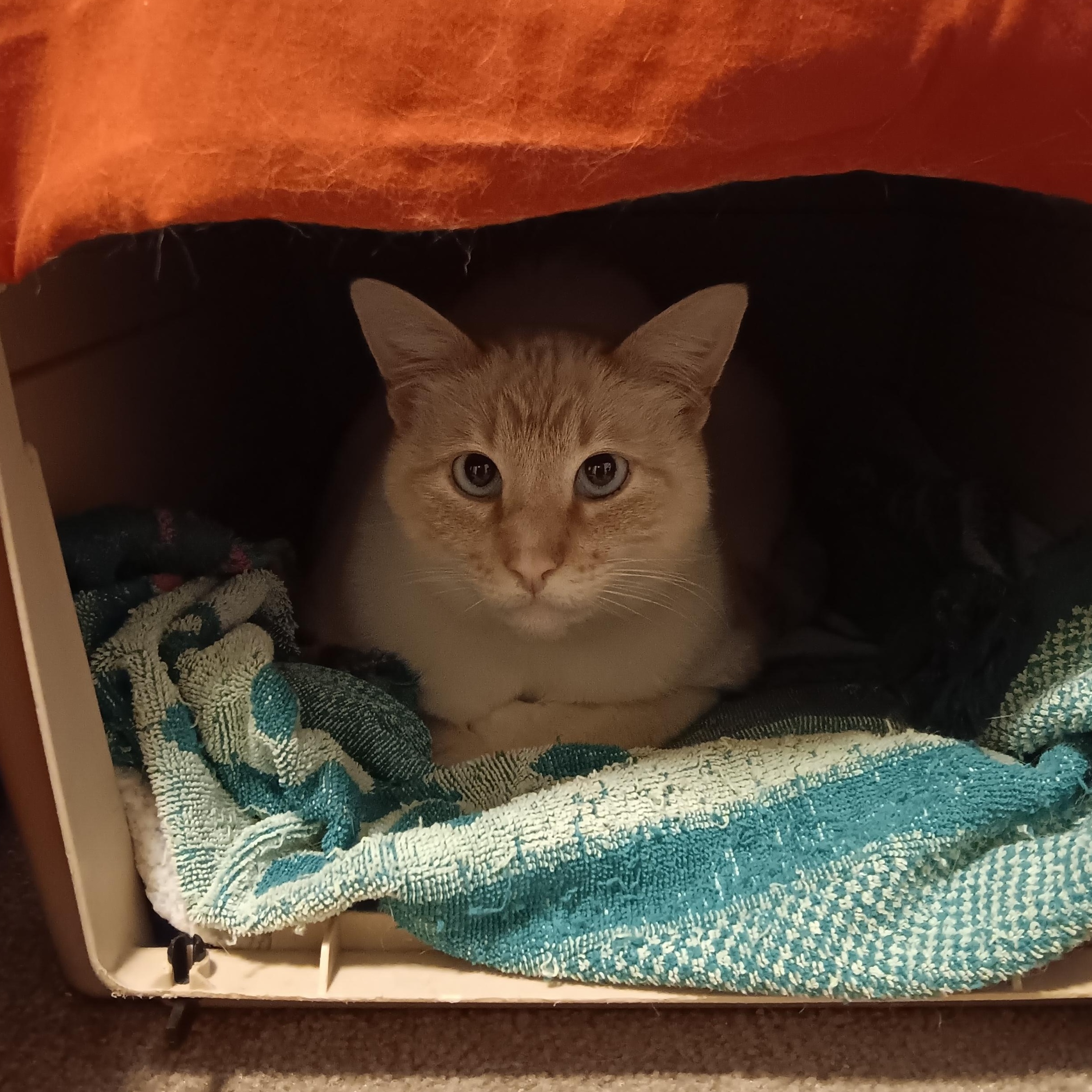 Enlarge Butter, an adopted Siamese in Springfield, OR image 2/5