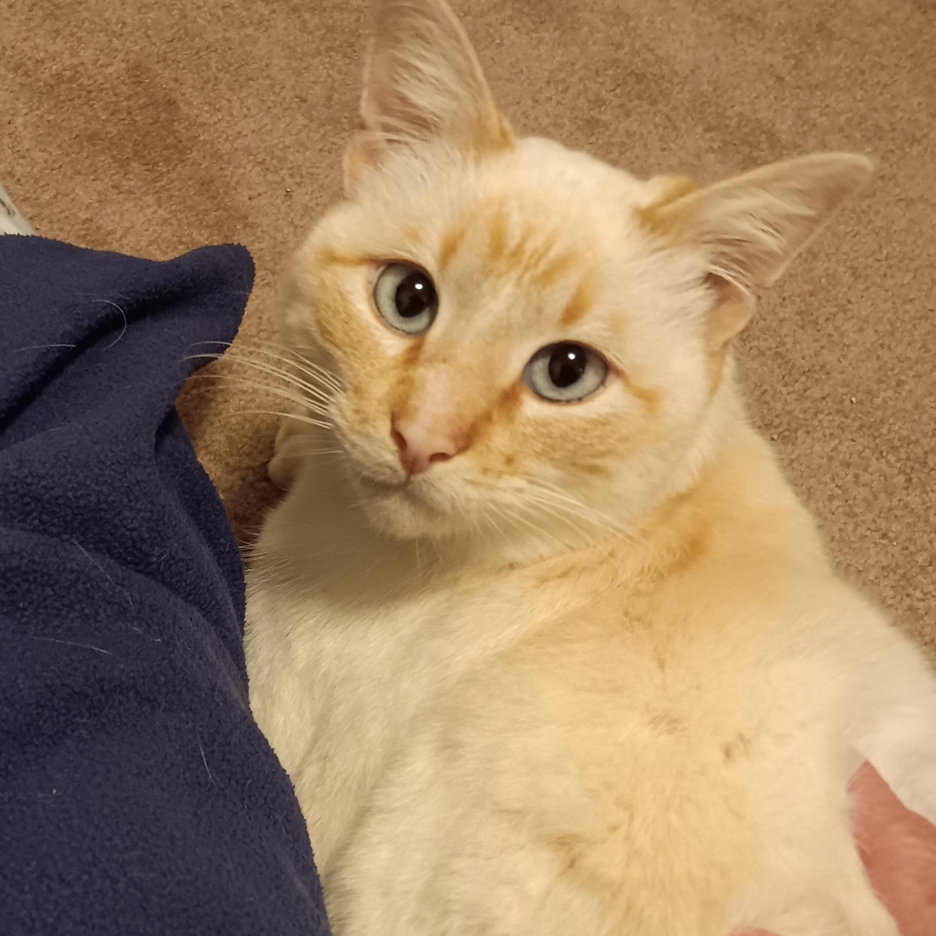 Butter, adopted, Adult Male Siamese.