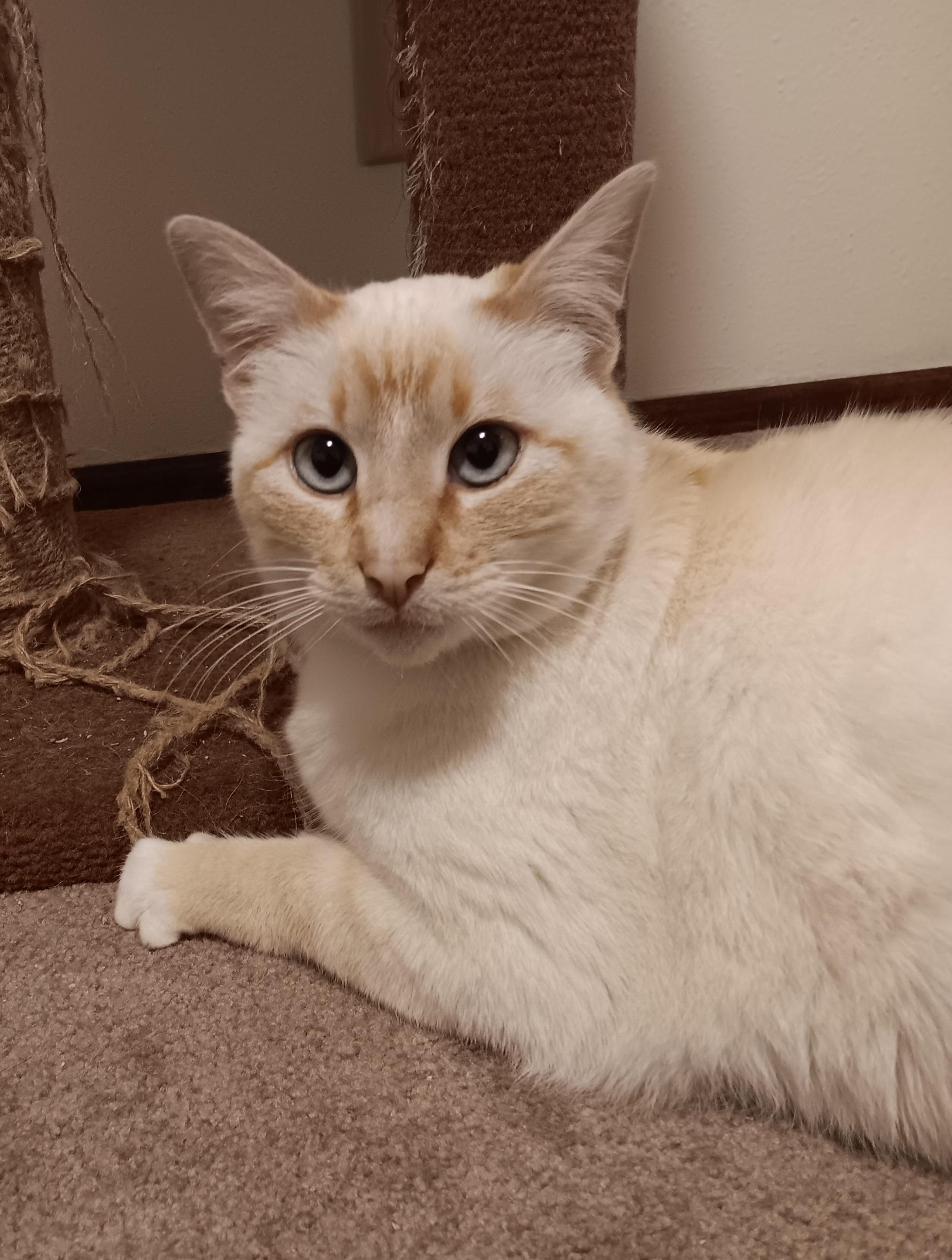 Enlarge Butter, an adopted Siamese in Springfield, OR image 4/5