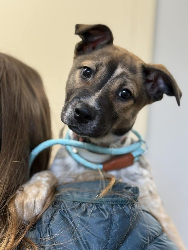 Enlarge Natalie (FOSTERED LOCALLY), a Adoptable mixed breed in Leverett, MA image 2/6