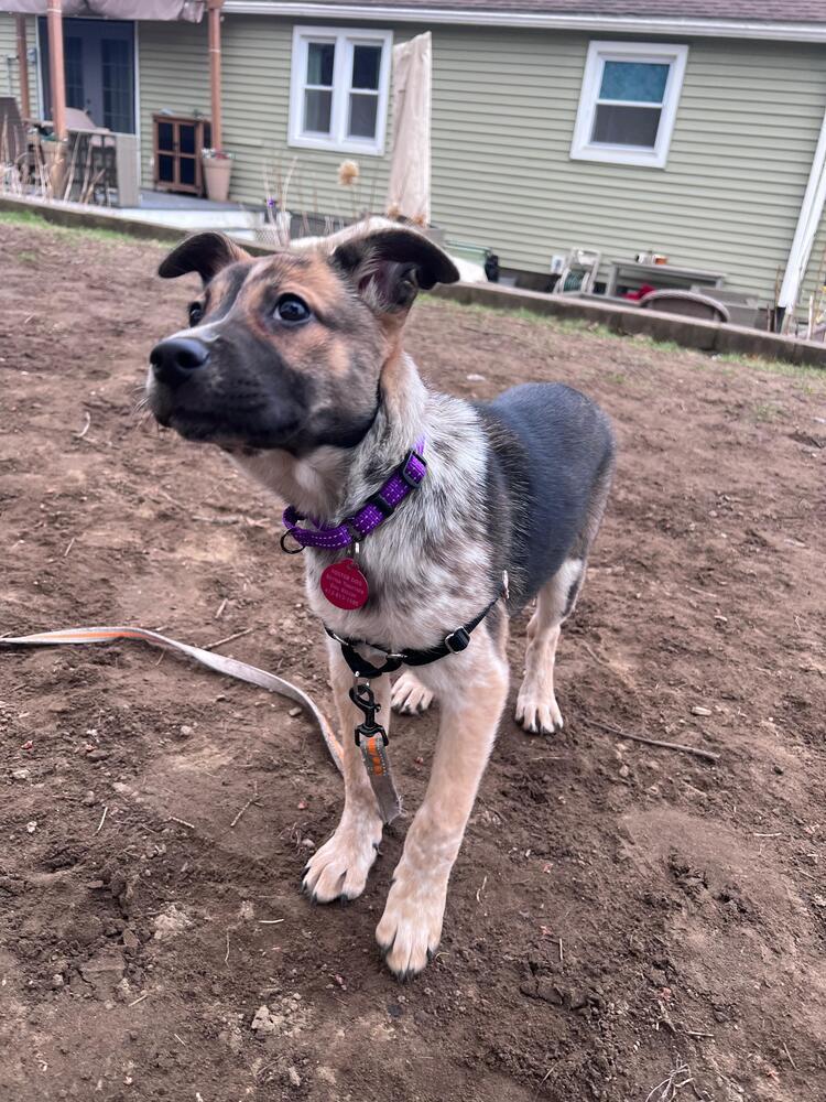 Enlarge Natalie (FOSTERED LOCALLY), a Adoptable mixed breed in Leverett, MA image 3/6