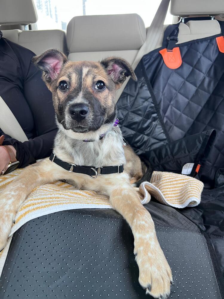 Enlarge Natalie (FOSTERED LOCALLY), a Adoptable mixed breed in Leverett, MA image 4/6