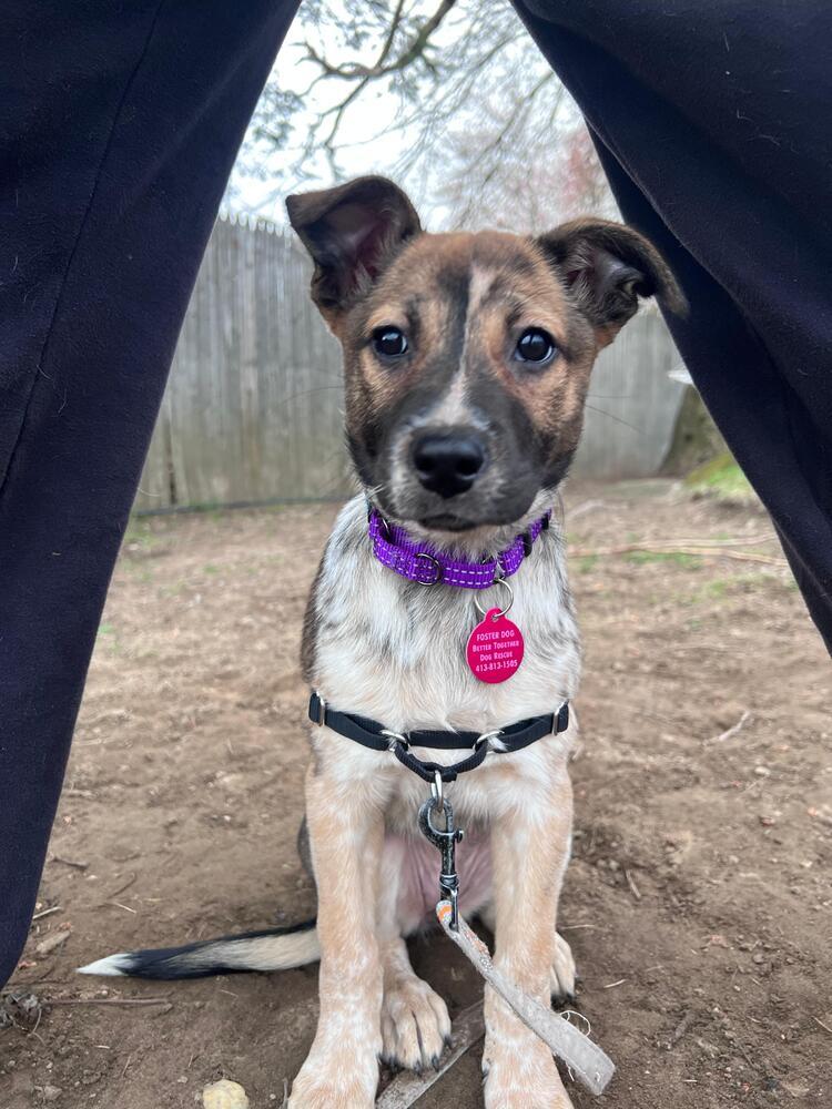 Enlarge Natalie (FOSTERED LOCALLY), a Adoptable mixed breed in Leverett, MA image 6/6