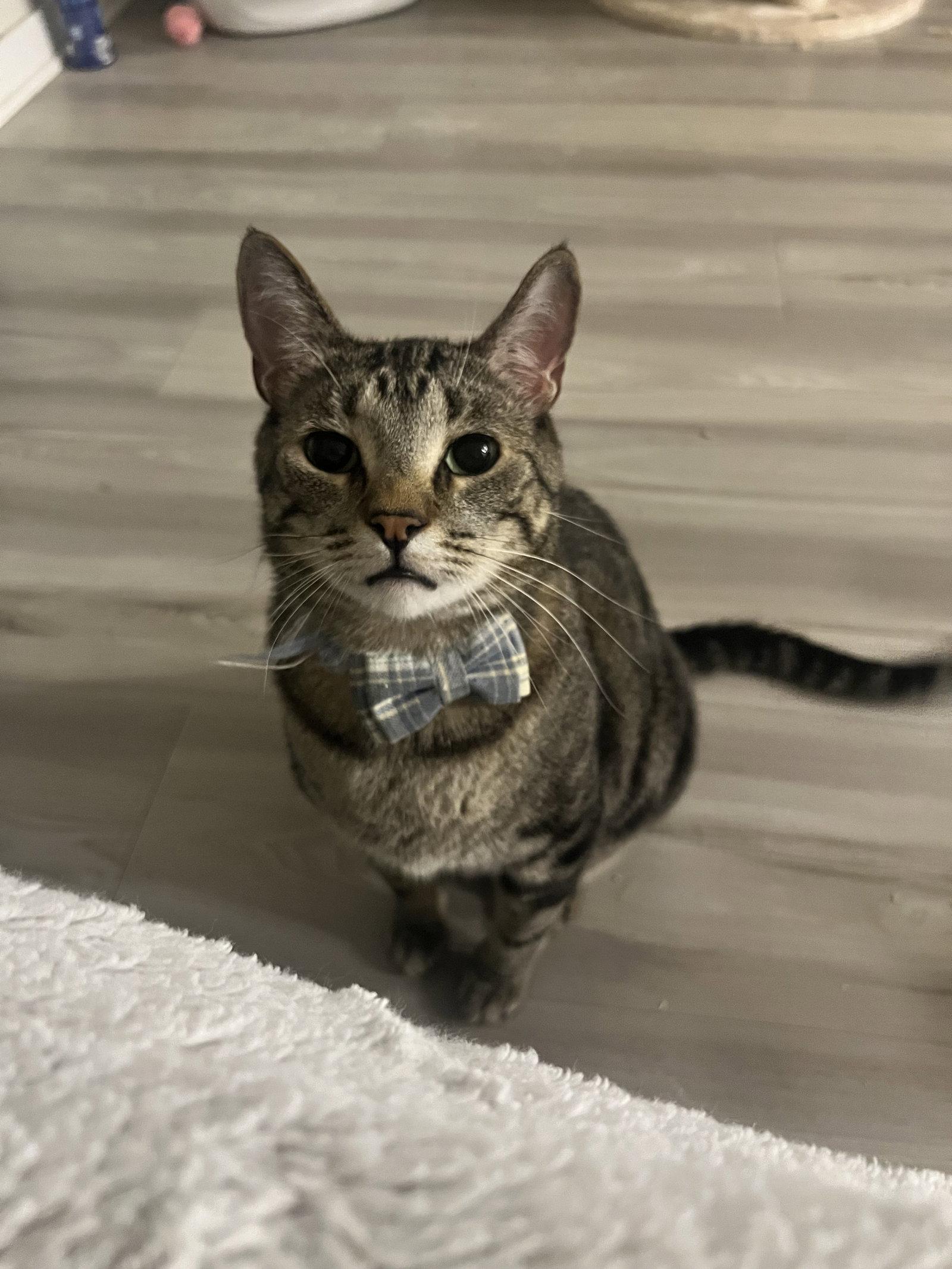 Enlarge Pepper, a Adoptable Domestic Short Hair in Chandler, AZ image 1/3