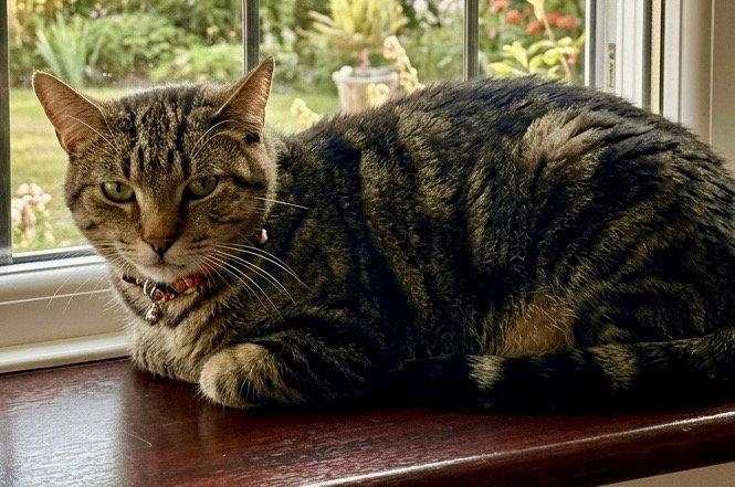 Enlarge Pepper, a Adoptable Domestic Short Hair in Chandler, AZ image 2/3