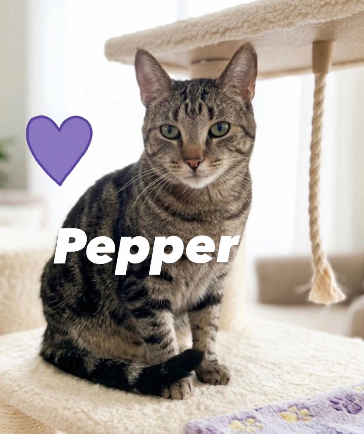 Enlarge Pepper, a Adoptable Domestic Short Hair in Chandler, AZ image 3/3