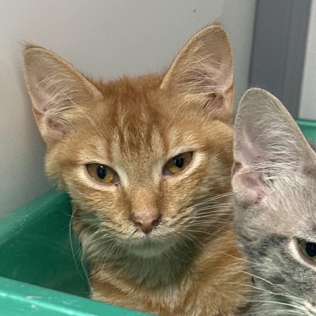 Cobbler, Adoptable, Young Female Domestic Short Hair.
